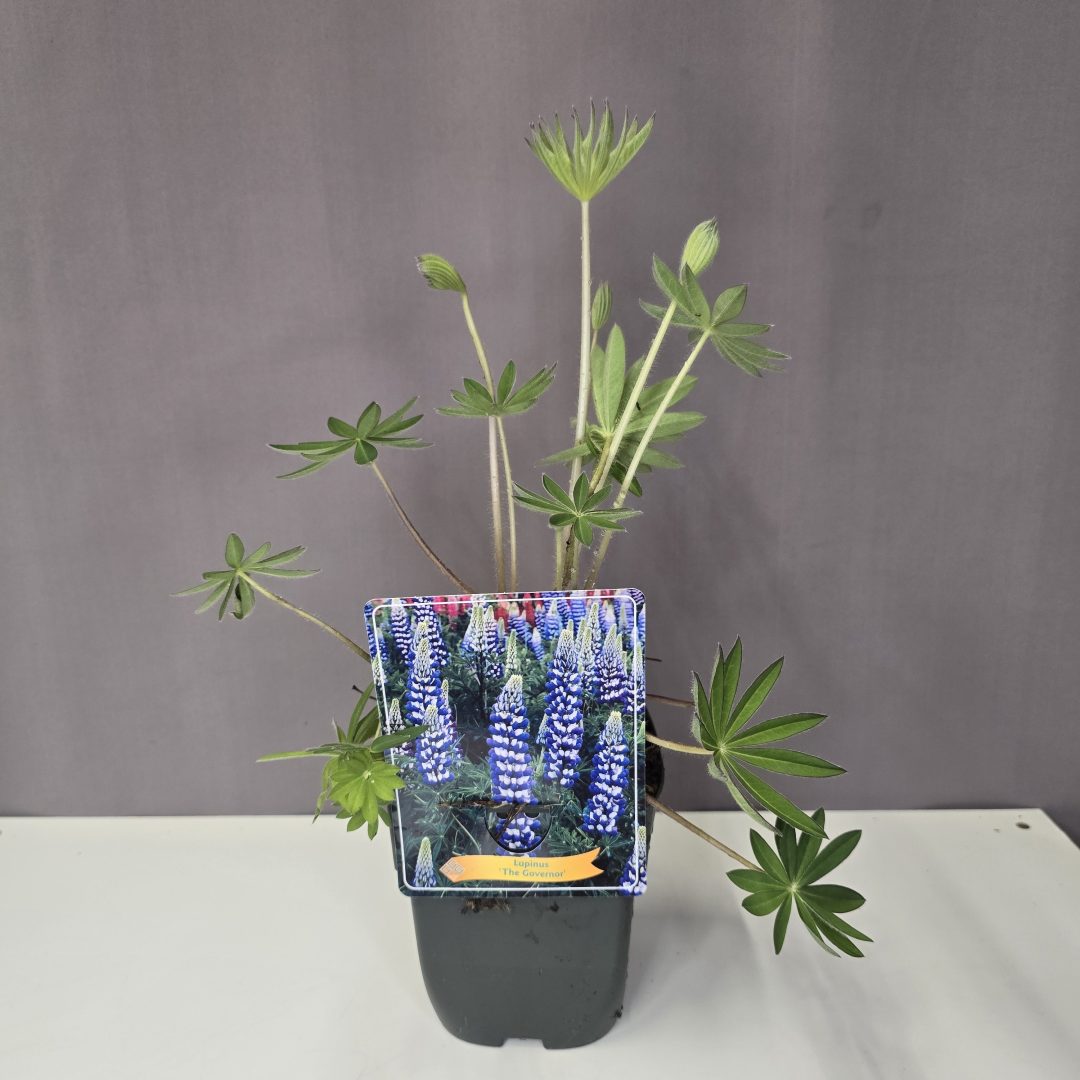 Lupinus - Csillagfürt kék