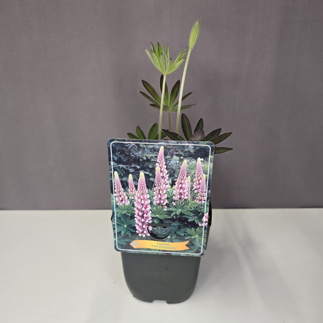 Lupinus - Csillagfürt rózsaszín