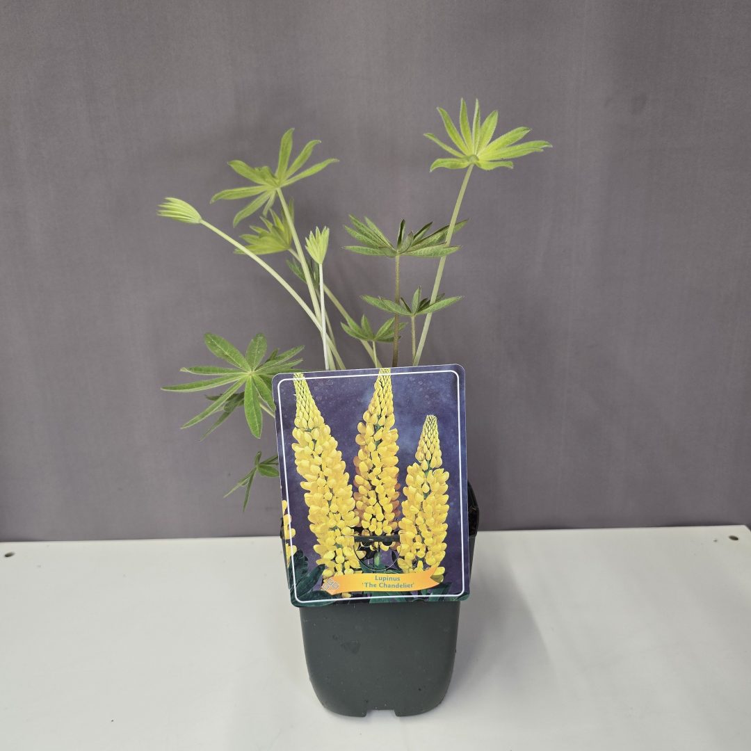 Lupinus - Csillagfürt sárga