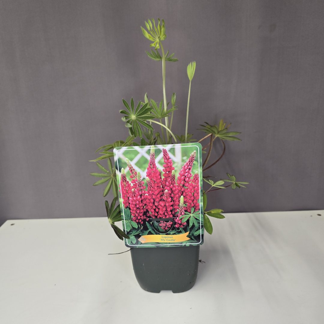 Lupinus - Csillagfürt piros