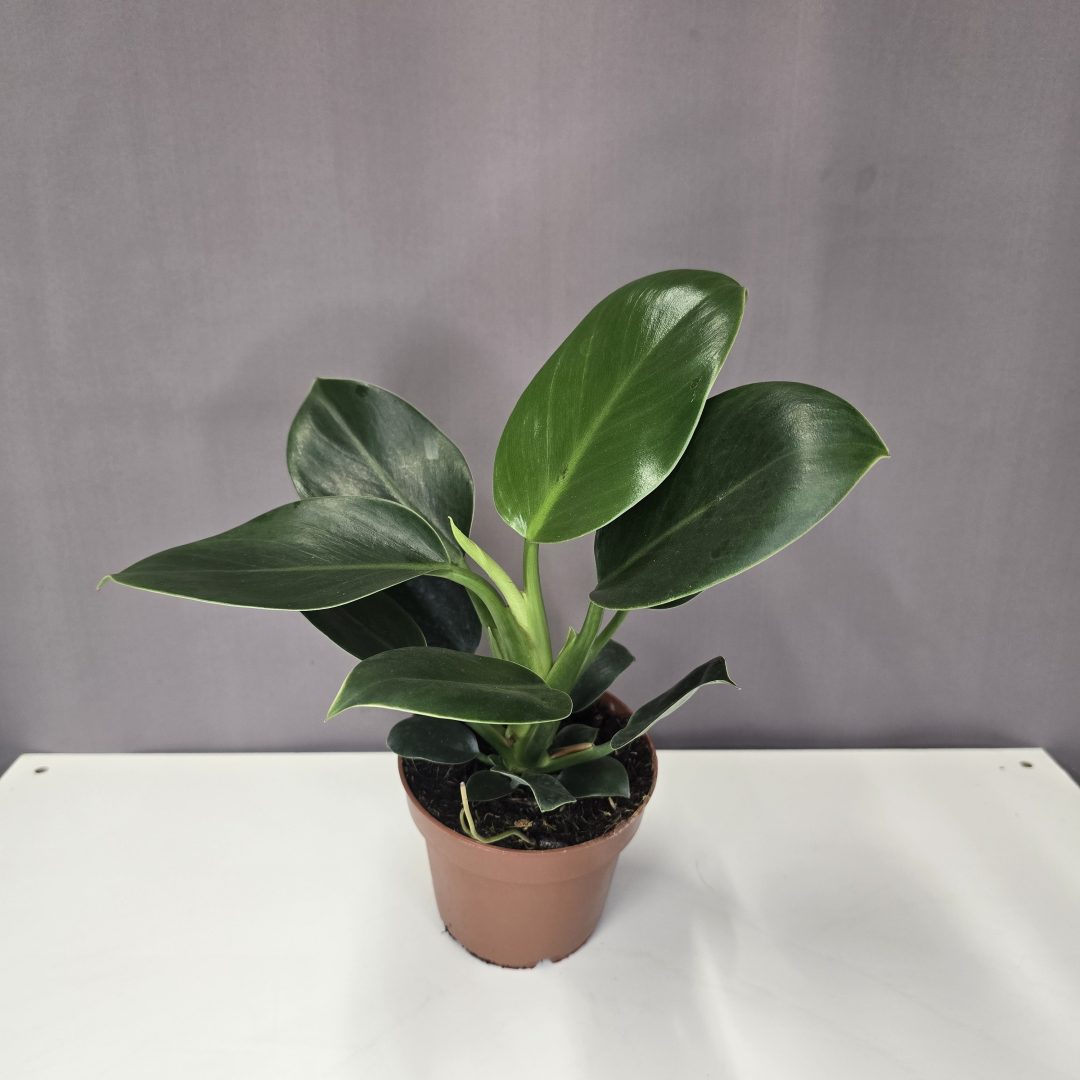 Philodendron "Green Princess"