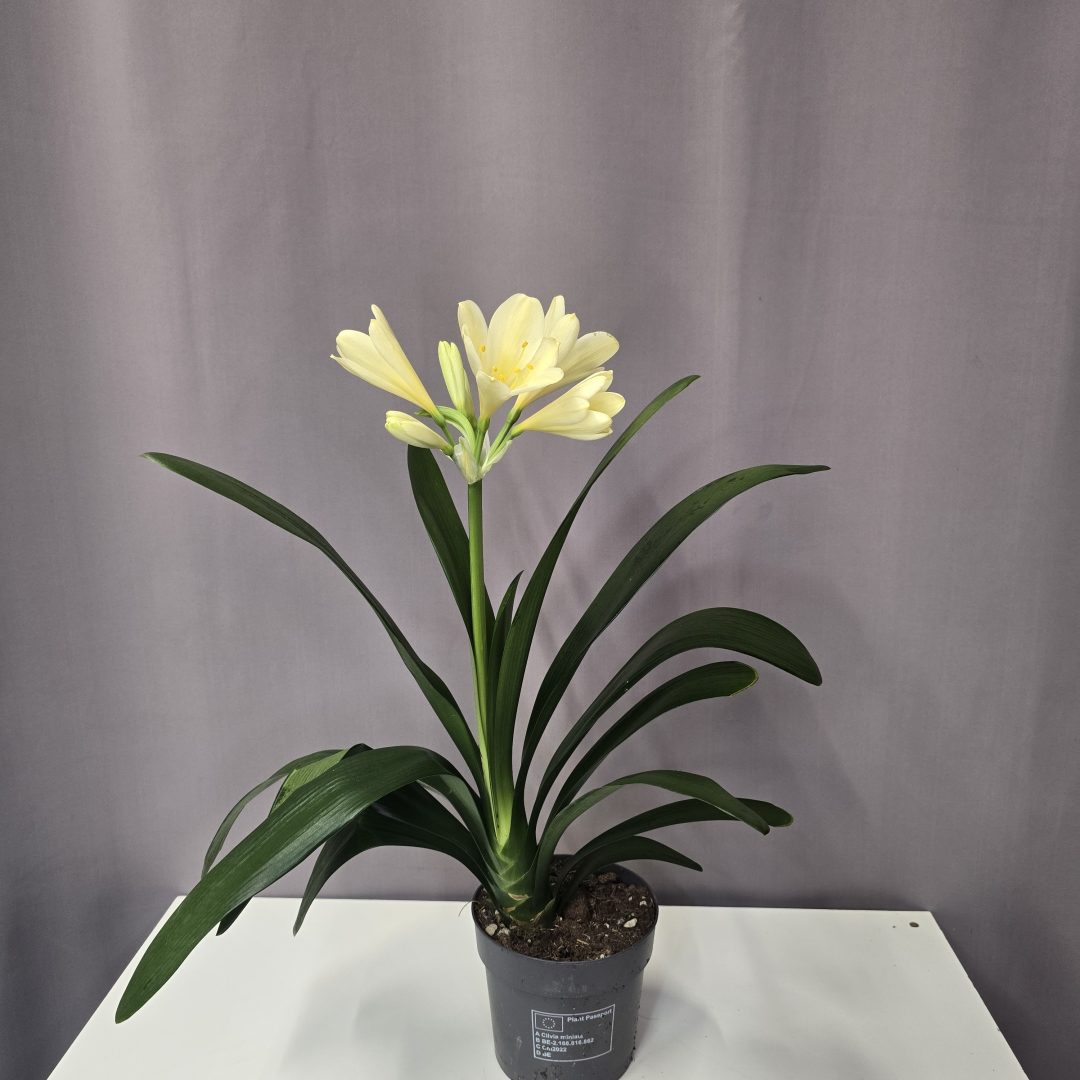 Clivia Miniata Yellow - Citromsárga klívia