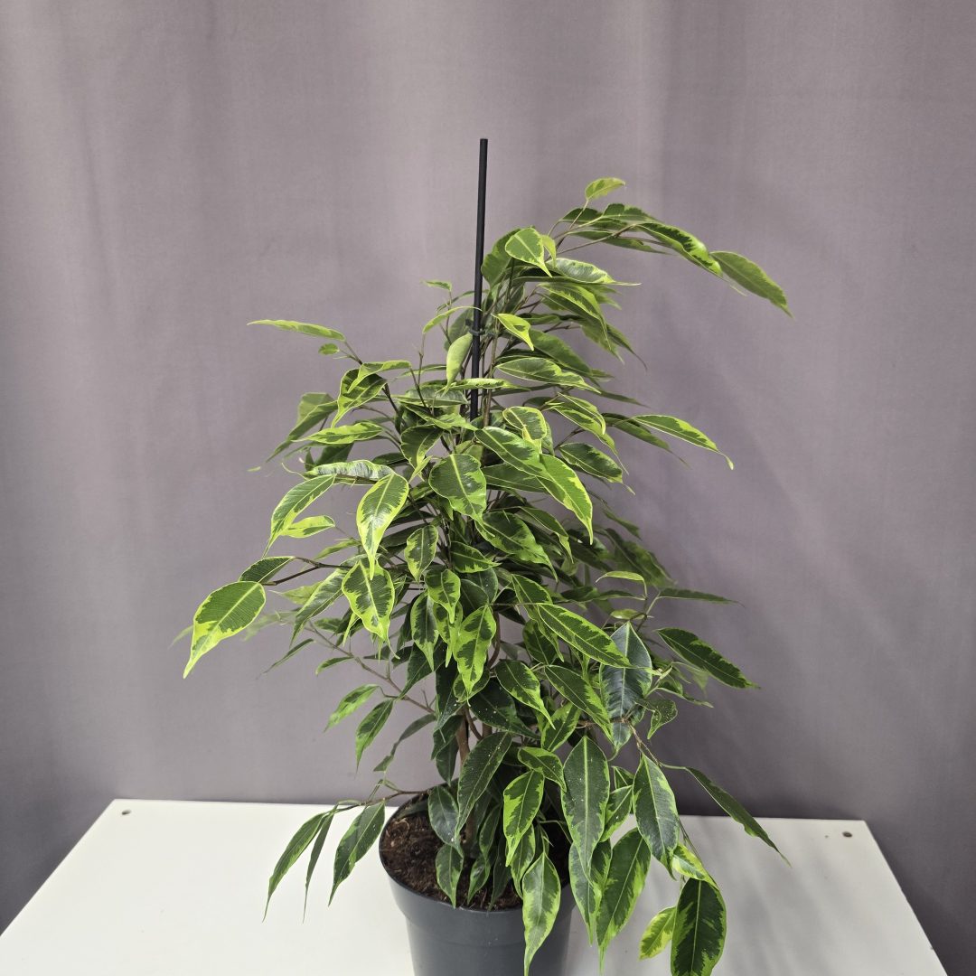 Ficus benjamina 'Anastasia'