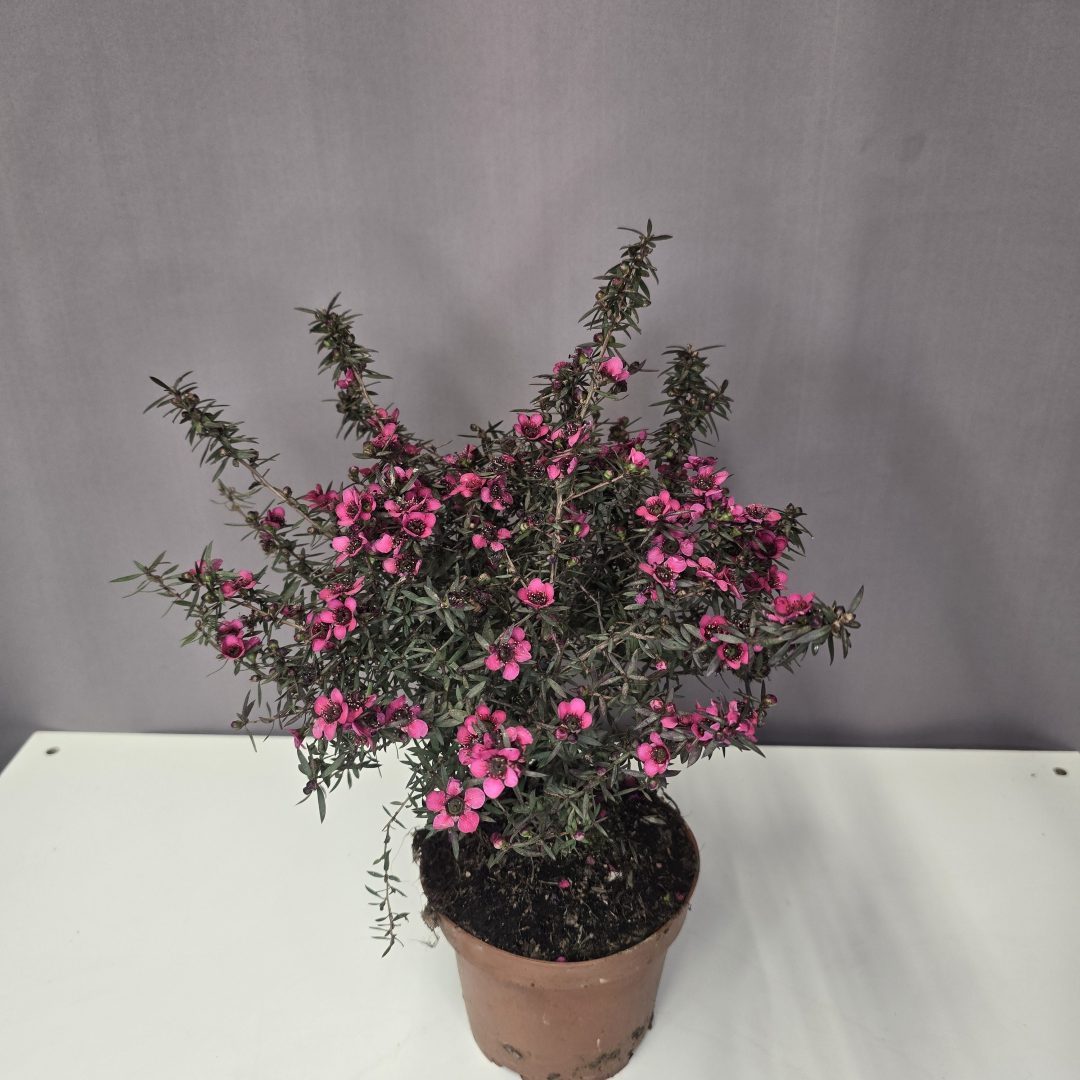 Leptospermum scoparium 'Winter Cheer' - Új-zélandi teafa