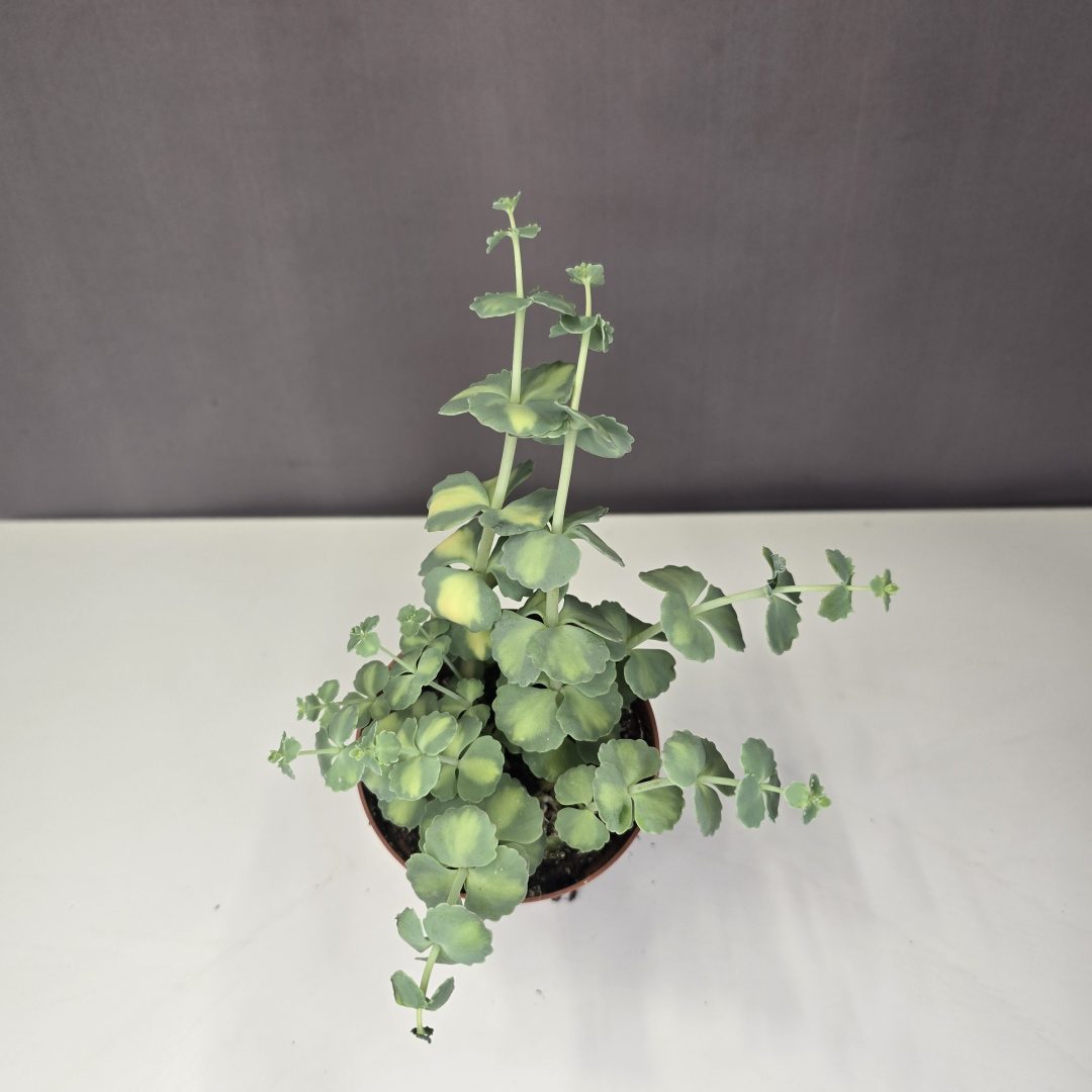 Sedum sieboldii variegata – Októberi varjúháj 8/10
