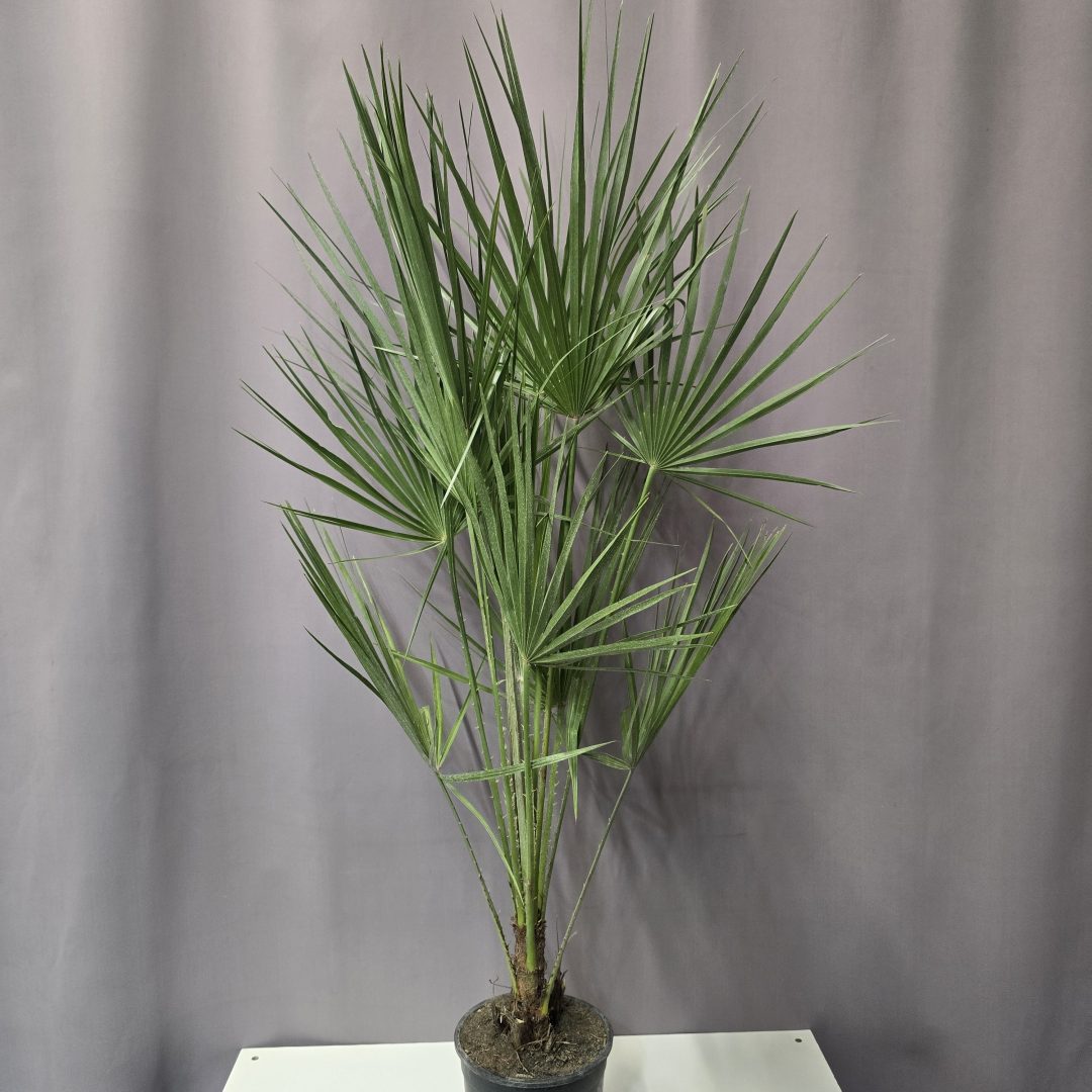 Chamaerops Humilis - Lószőrpálma 100 cm