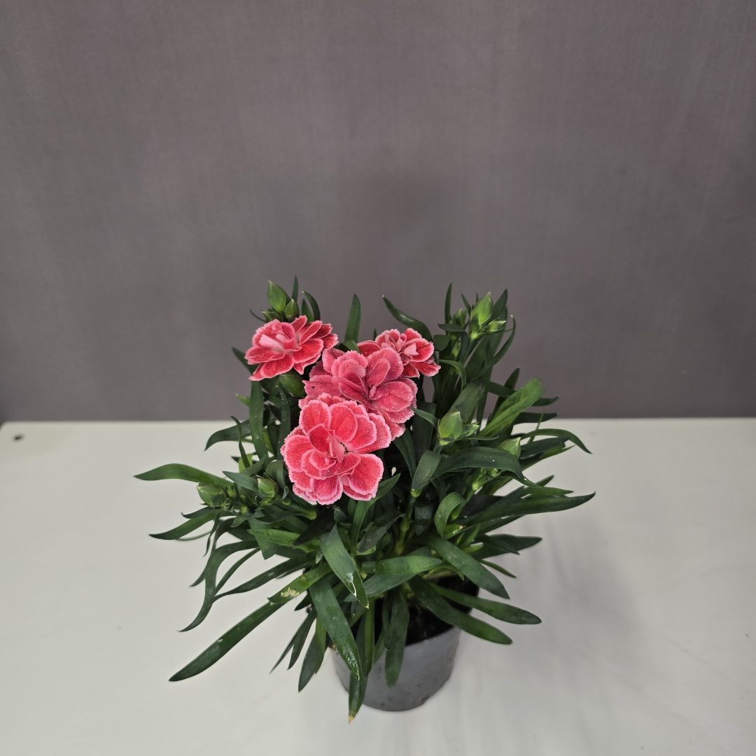 Dianthus - Évelő illatos szegfű élénk ciklámen-rózsaszín fehér szegéllyel 9/15