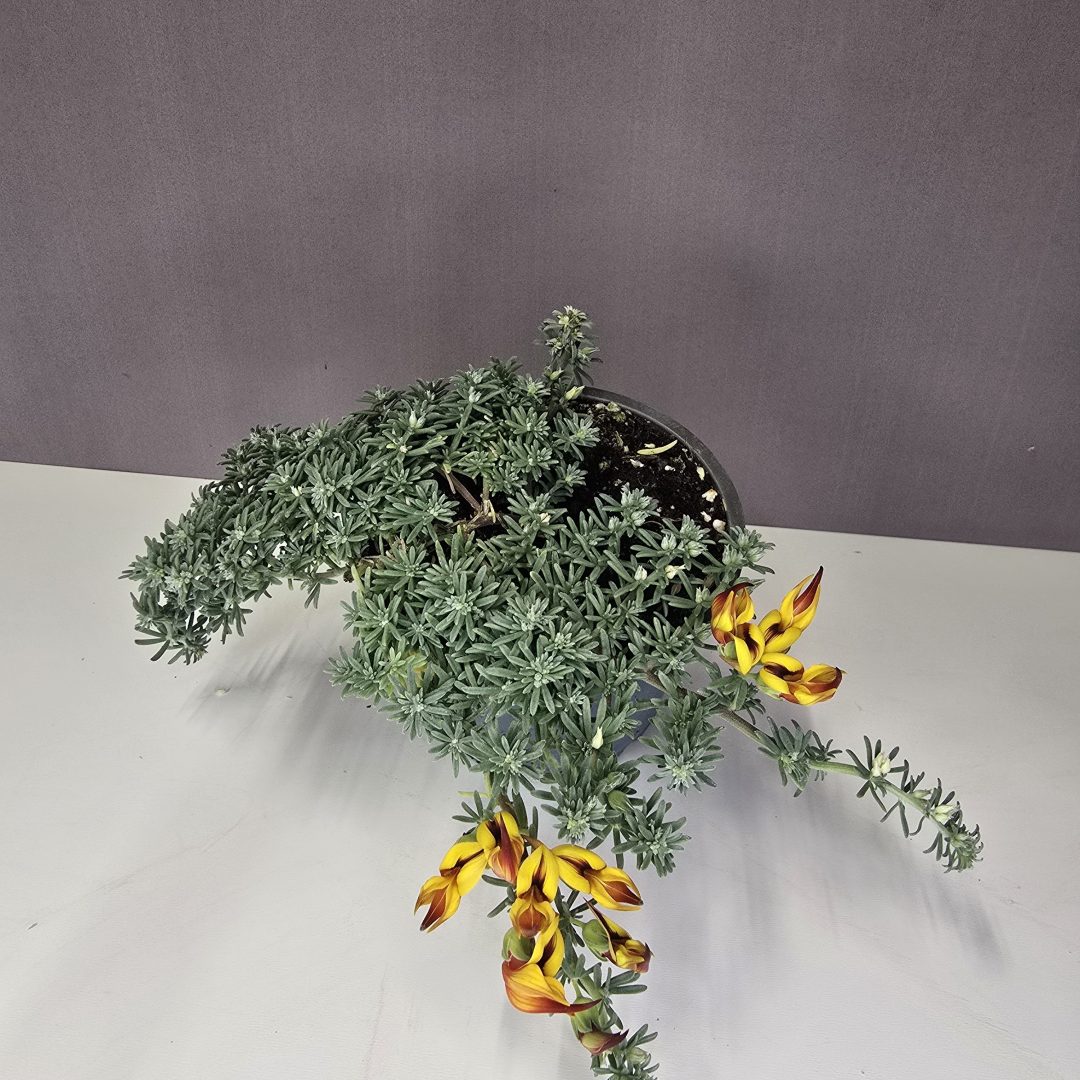 Lotus corniculatus - Korallkerep 10/15