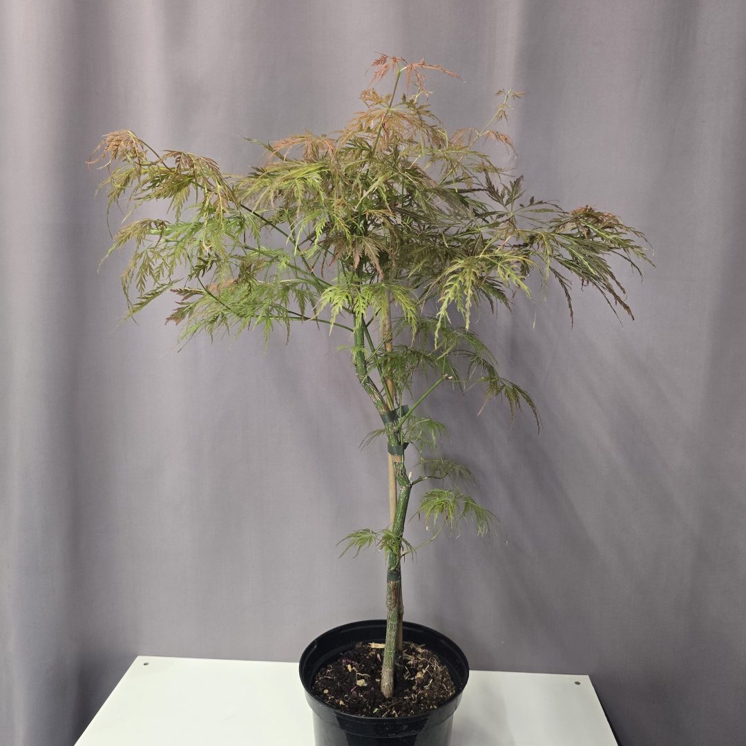 Acer palmatum 'Ornatum' 19/70