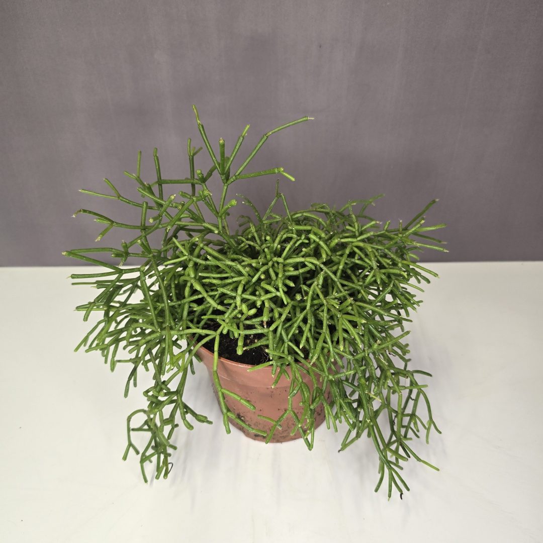 Rhipsalis heteroclada - Vesszőkaktusz 12/20