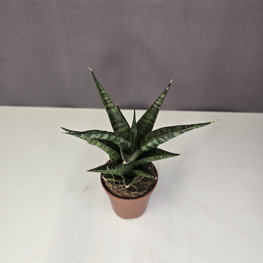 Sansavieria "Tiger Crown"