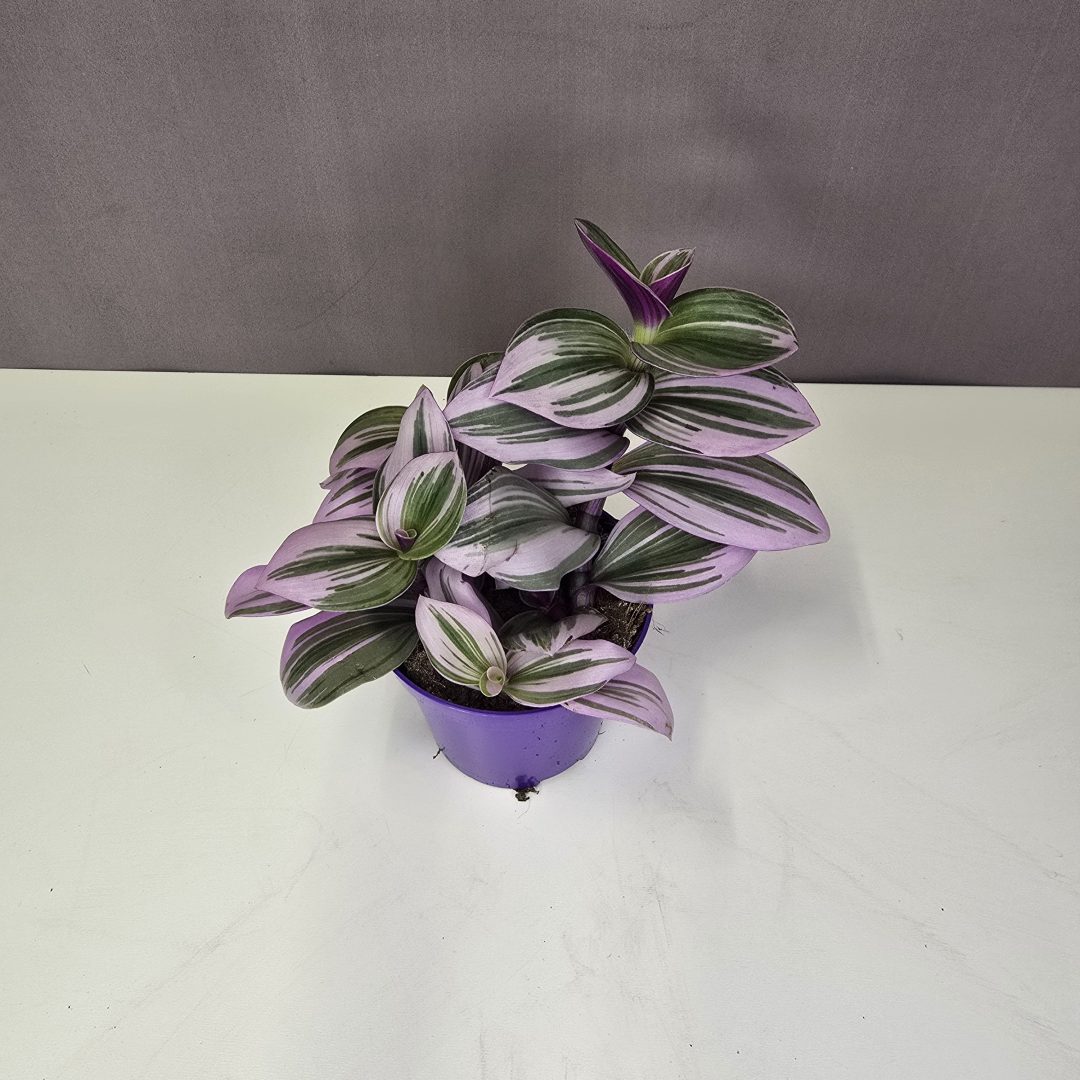 Tradescantia albiflora "Nanouk" 7/10