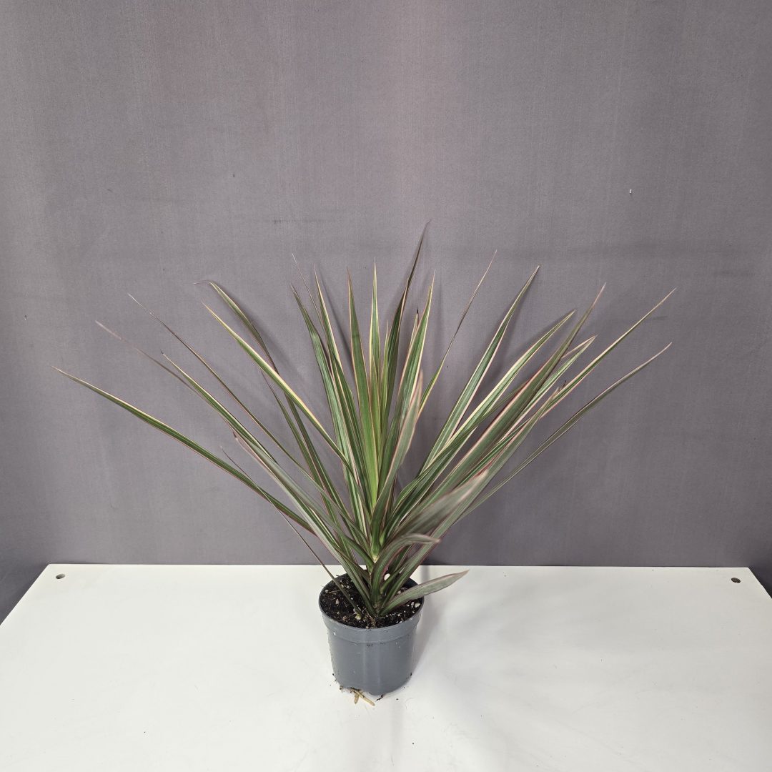 Dracaena marginata Bicolor 8/25