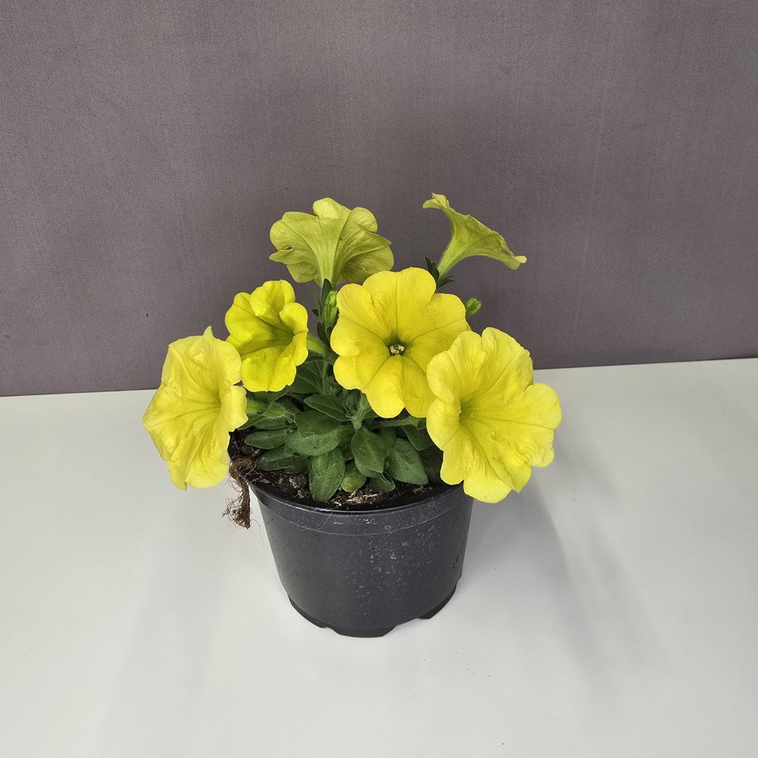 Futó petunia - Sárga 12/20