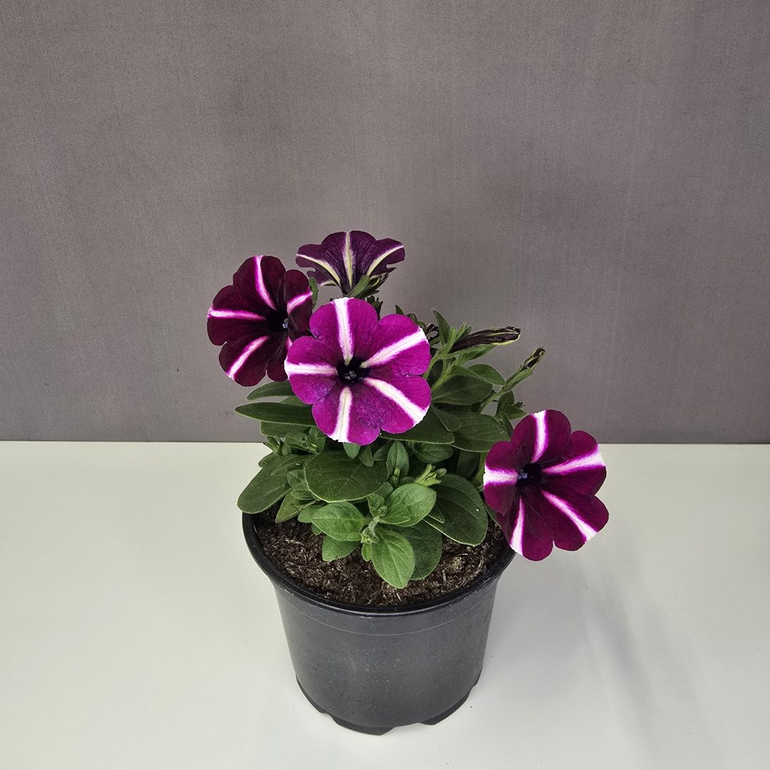 Futó petunia - Rózsaszín, fehér csíkos 12/20