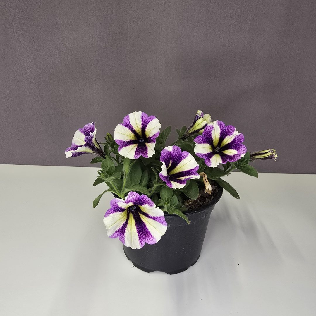 Futó petunia - Fehér, rózsaszín csíkos 12/20