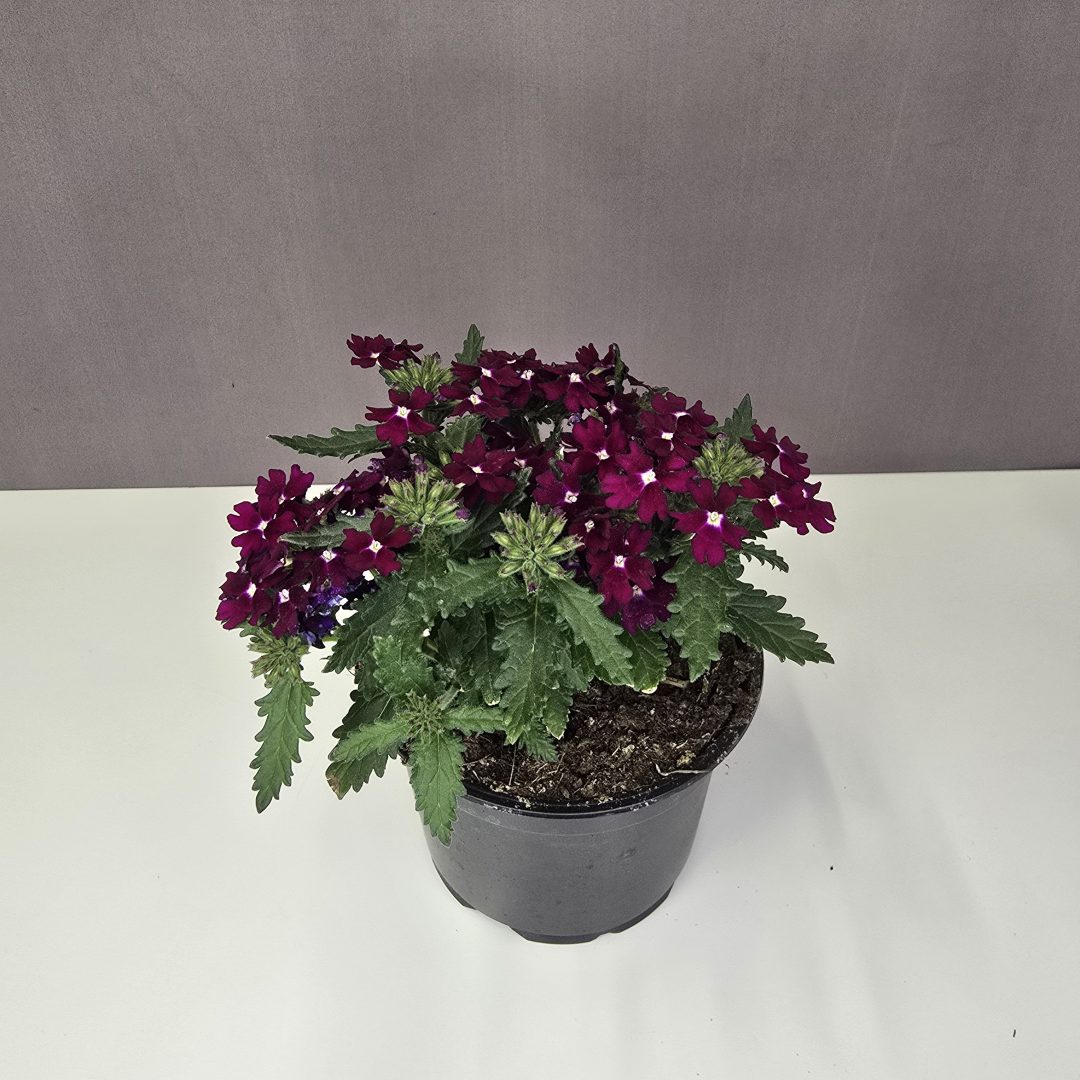 Futó verbena - Bordó 12/20