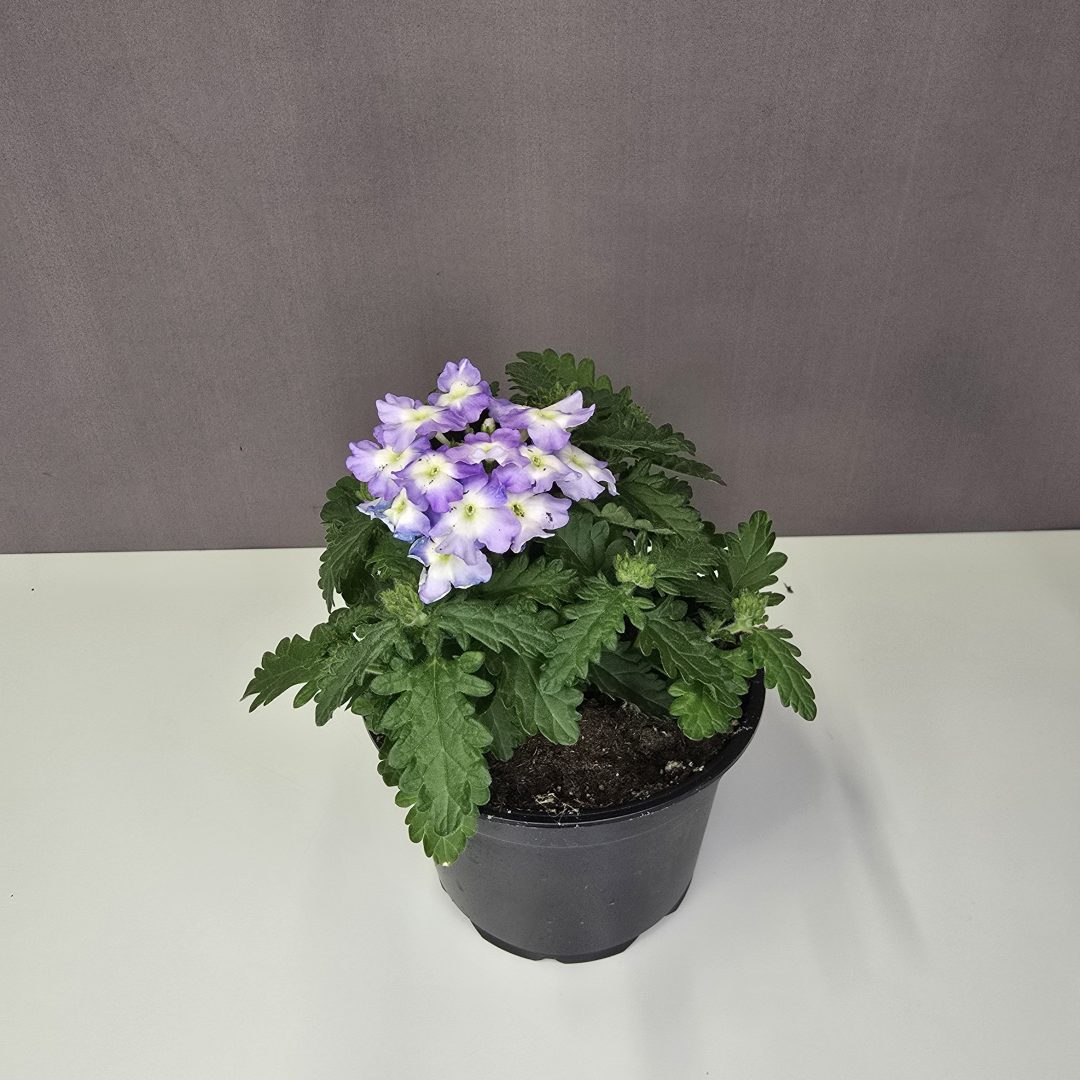 Futó verbena - Lila, fehér szemmel 12/20