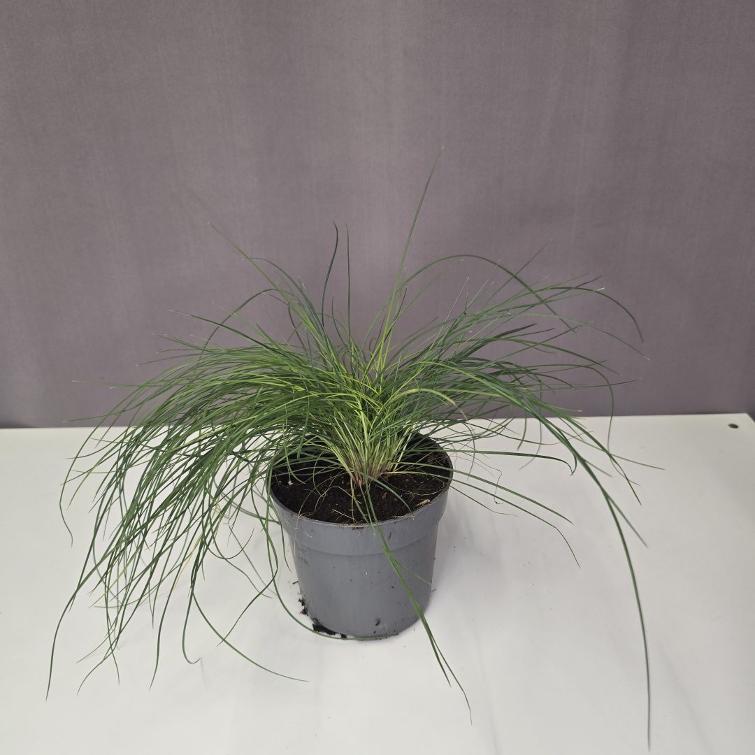 Kék csenkesz - Festuca glauca 10/20