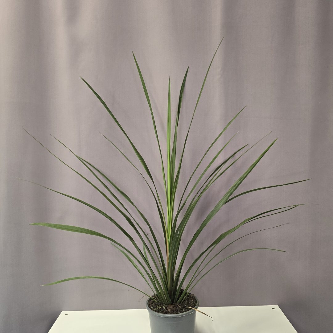 Cordyline 'Peko' 13/60