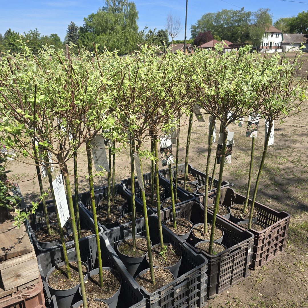 Salix integra 'Hakuro-Nishiki' – Fehér-rózsaszín tarka levelű japán fűz
17/160