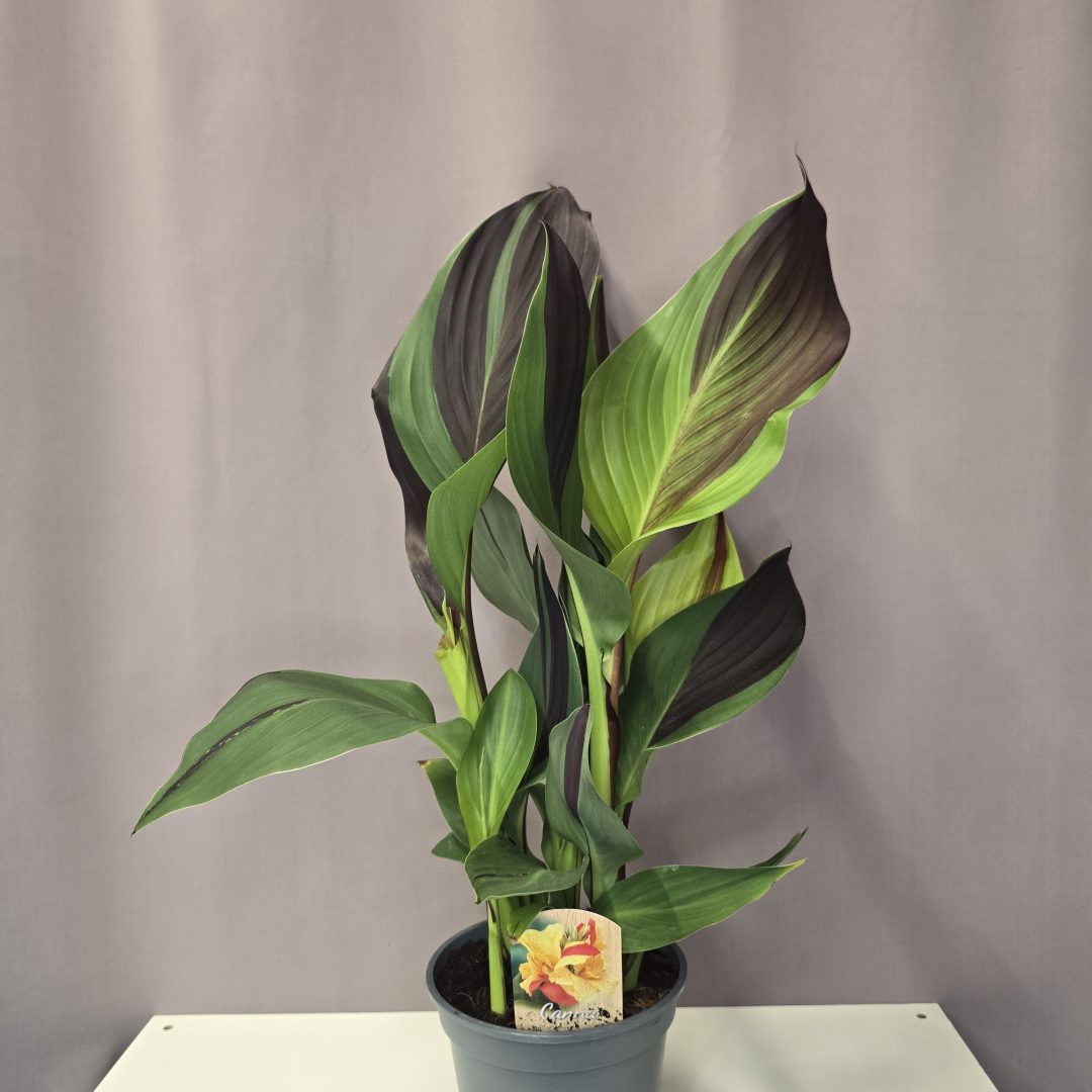 Canna 'Cleopatra' 17/55