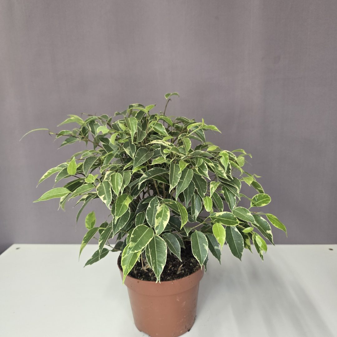 Ficus 'Kinky' 12/30