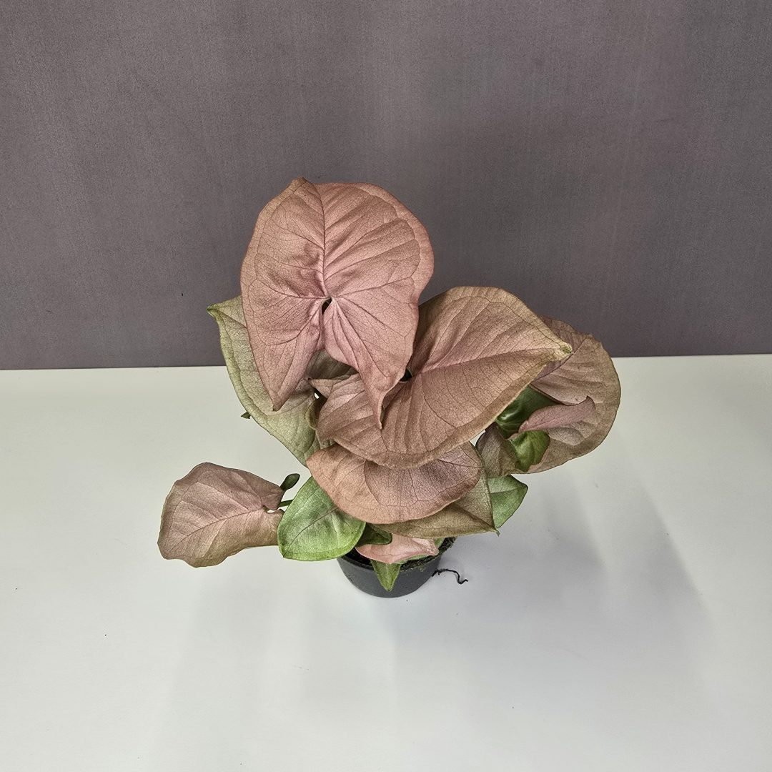 Syngonium 'Neon Robusta' 7/15