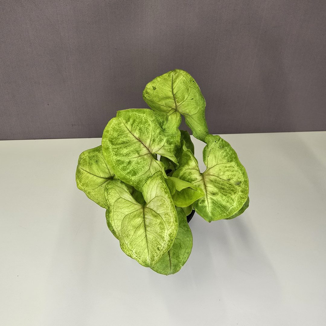 Syngonium 'Mango Allusion' 7/15