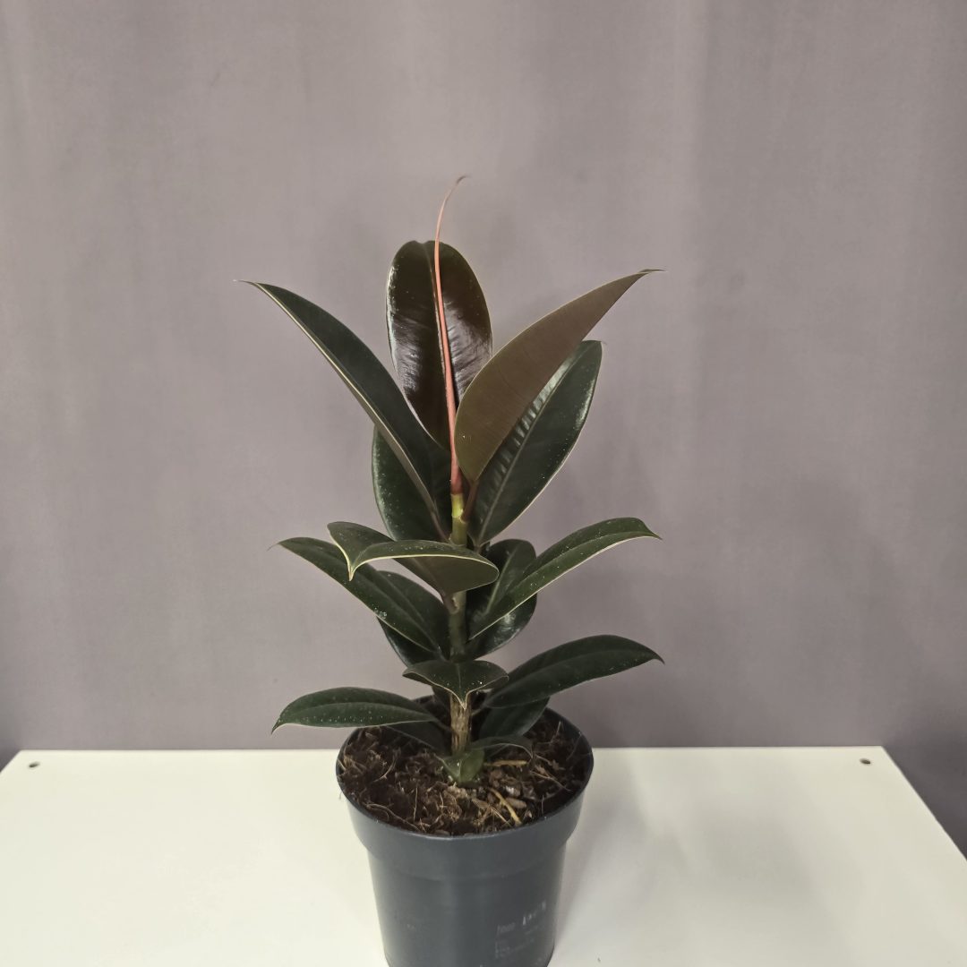 Ficus 'Melany' 14/40