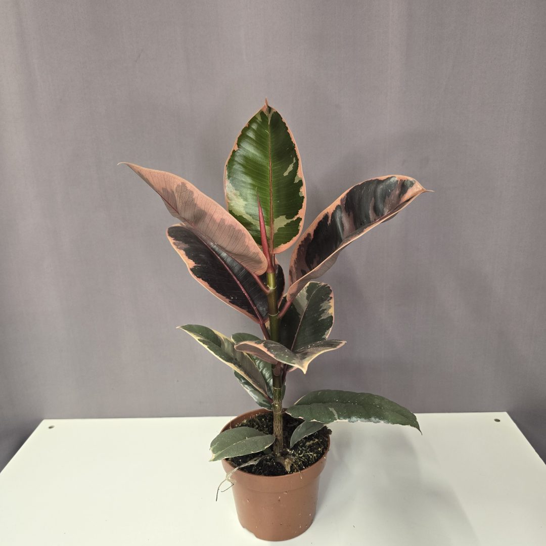 Ficus 'Belize'