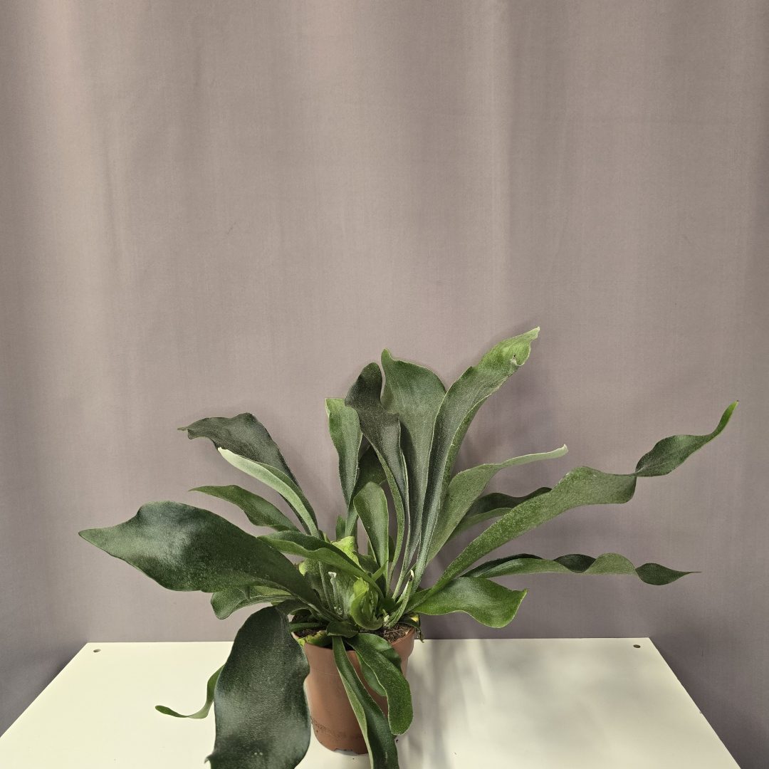 Platycerium bifurcatum - Szarvasagancs Páfrány 12/45