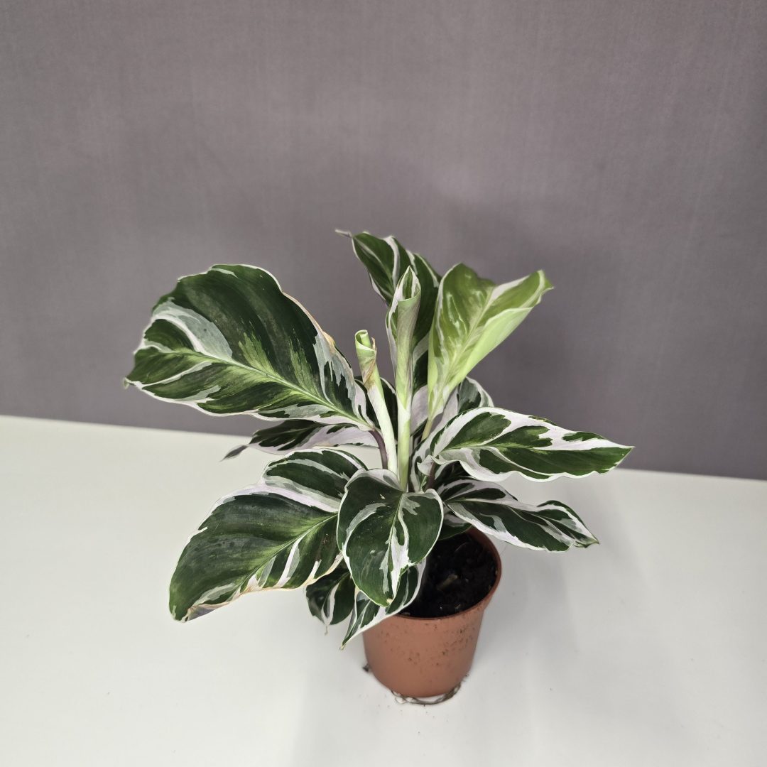 Calathea 'White Fusion' 7/15
