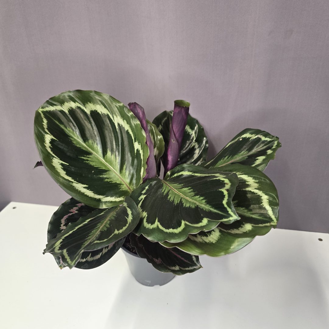 Calathea 'Medallion' 12/35