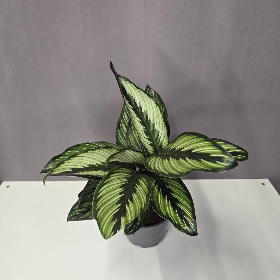 Calathea 'Beauty Star' 12/35