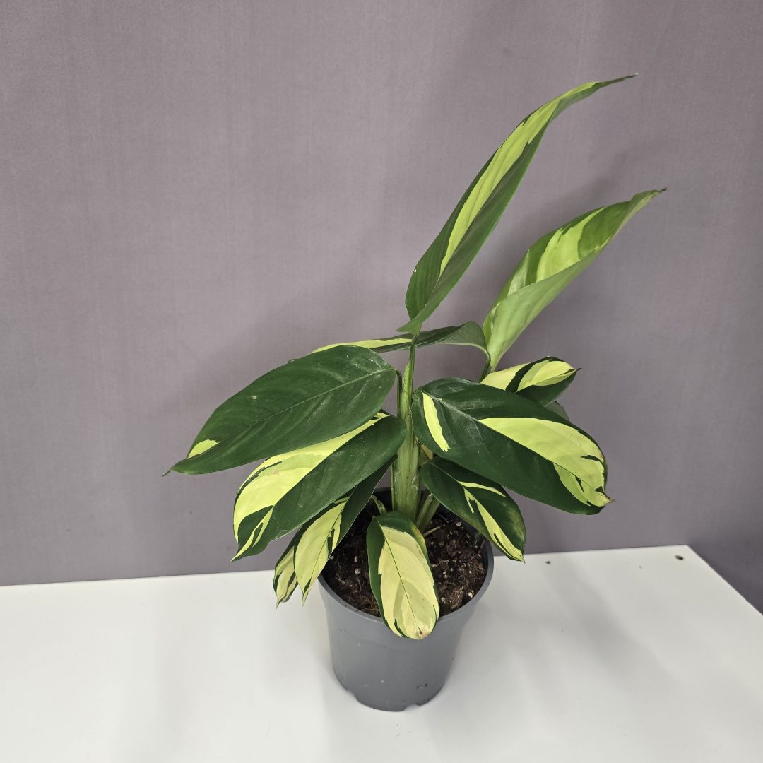 Ctenanthe 'Lubbersiana' 12/35