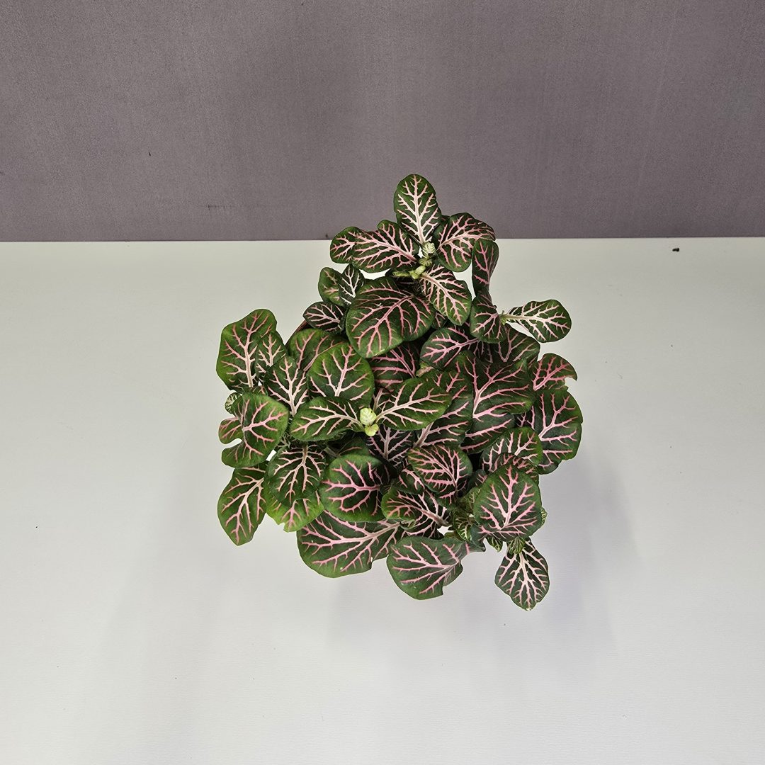 Fittonia - rózsaszín erezetes hálóslevél 8/10