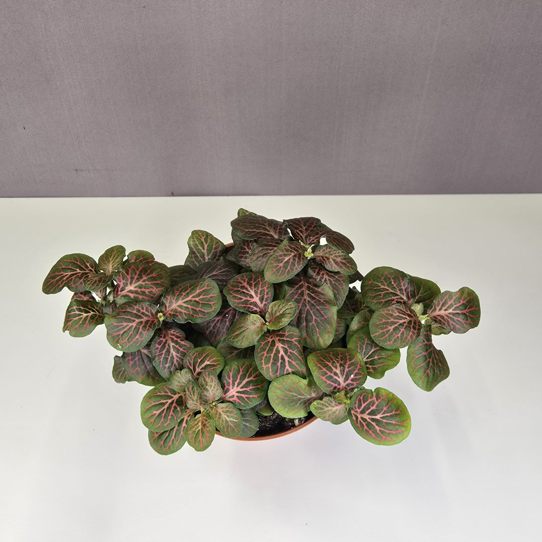 Fittonia - piros erezetes hálóslevél 8/10