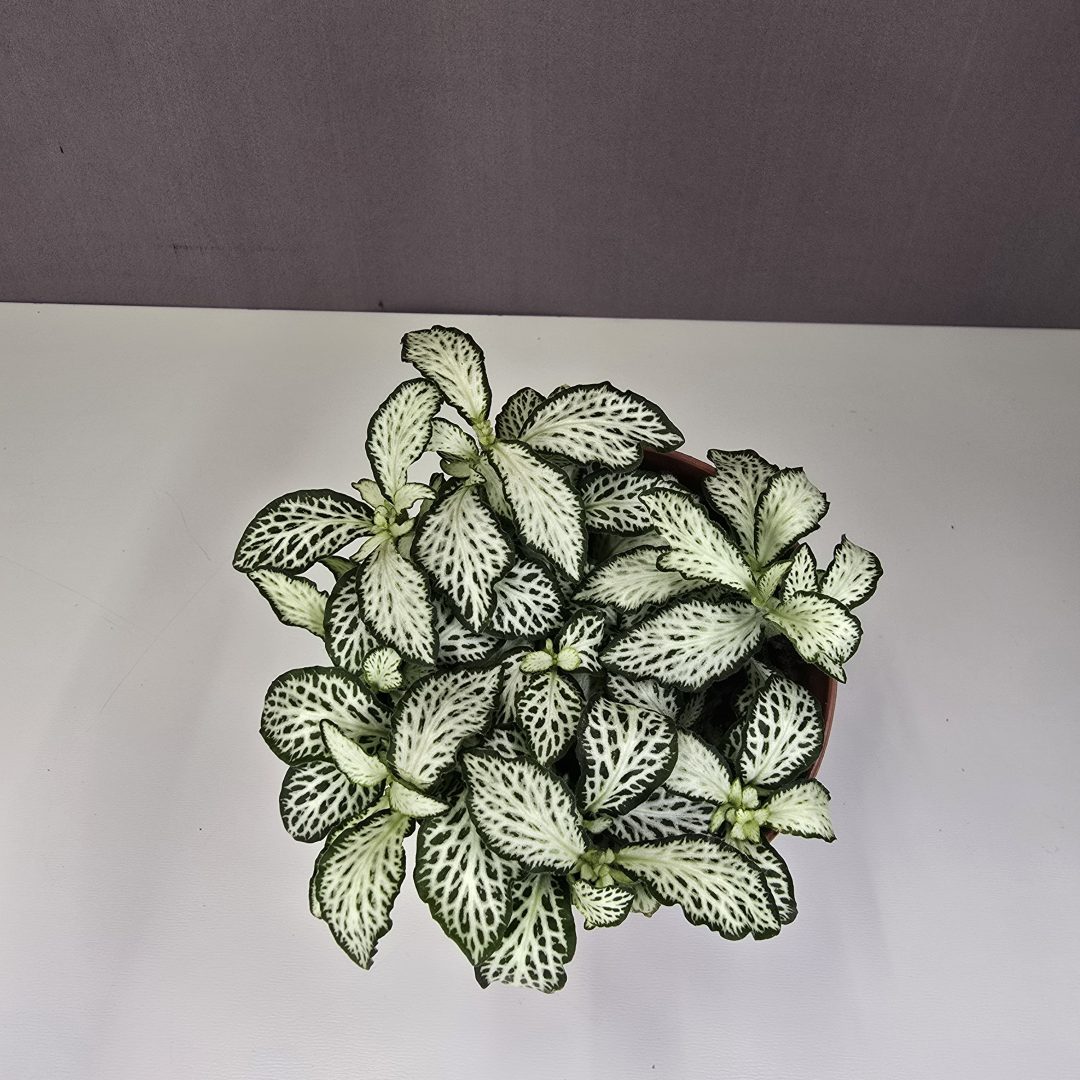 Fittonia - fehér erezetes hálóslevél 8/10