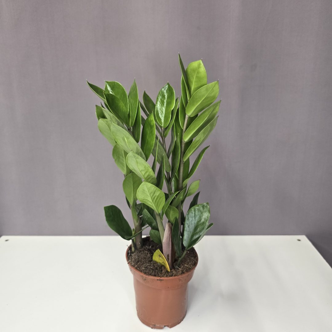 Zammioculcas - Agglegénypálma 10/35
