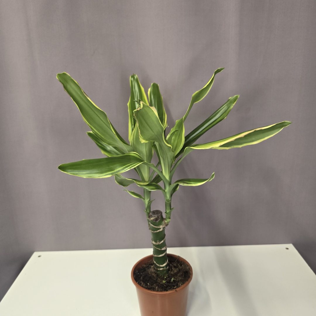 Dracaena 'Yellow coast' 11/40