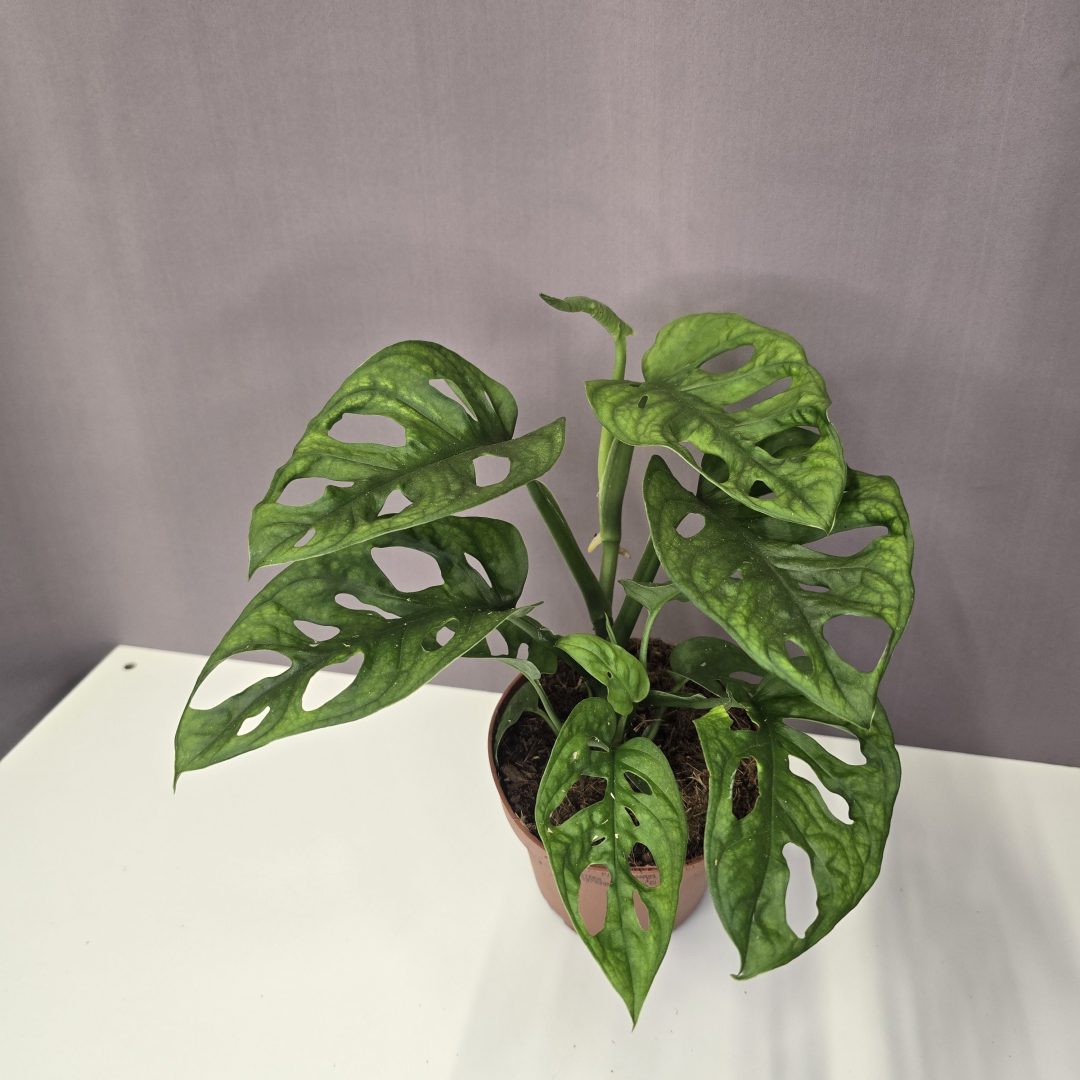 Monstera 'Adansonii' 12/25