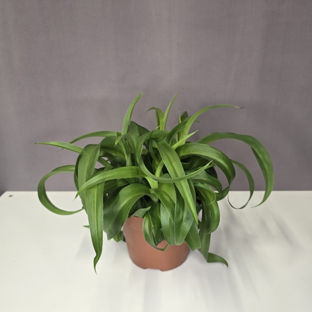 Chlorophytum comosum 'Green Bonnie' - Csavart levelű zöld csokrosinda 13/25