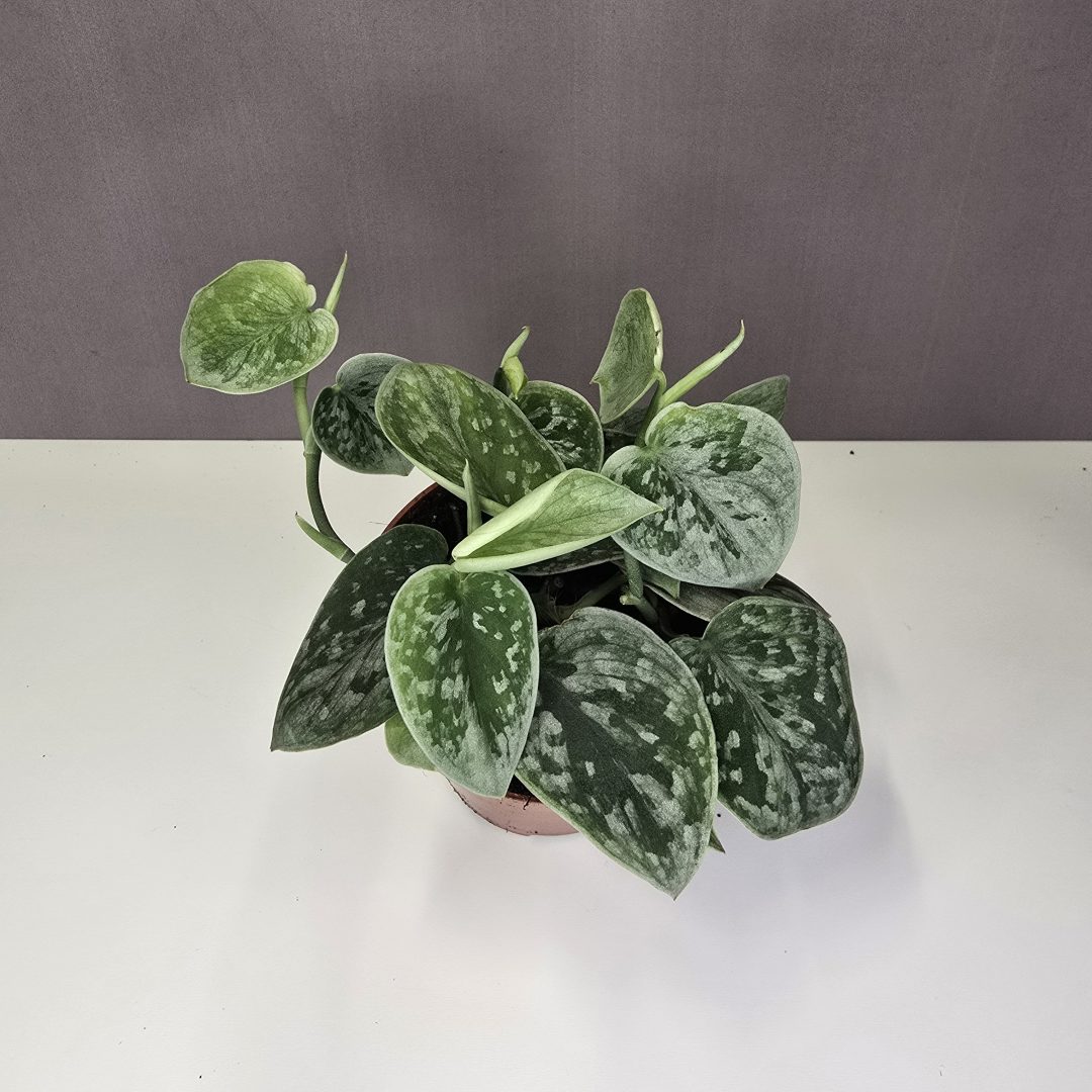 Scindapsus 'Silvery Ann' 11/15