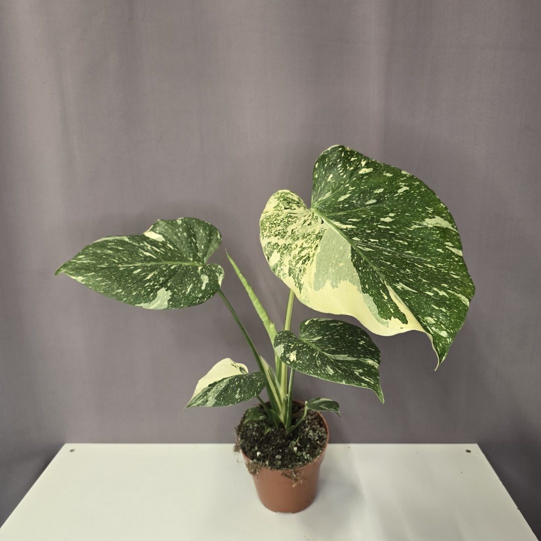 Monstera 'Thai Constellation' 12/45