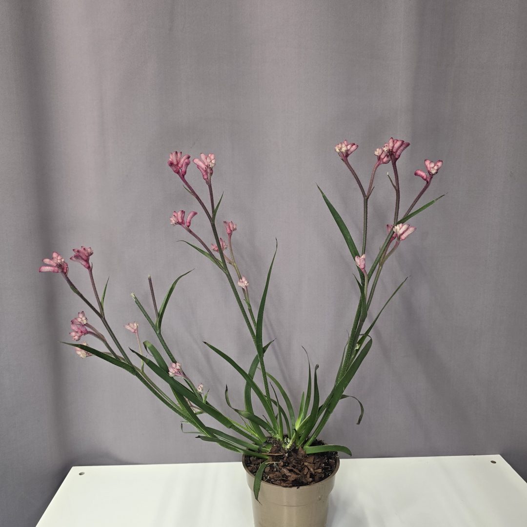 Anigozanthos - Kengurumancs rózsaszín 12/40