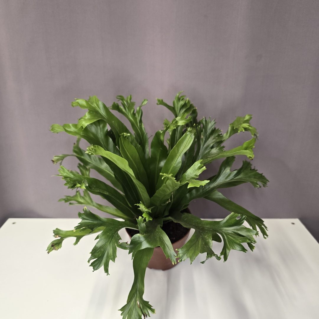 Asplenium antiquum 'Leslie' - Madárfészekpáfrány 12/25