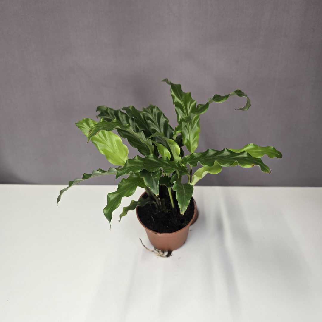 Calathea 'Rufibarba' 7/15