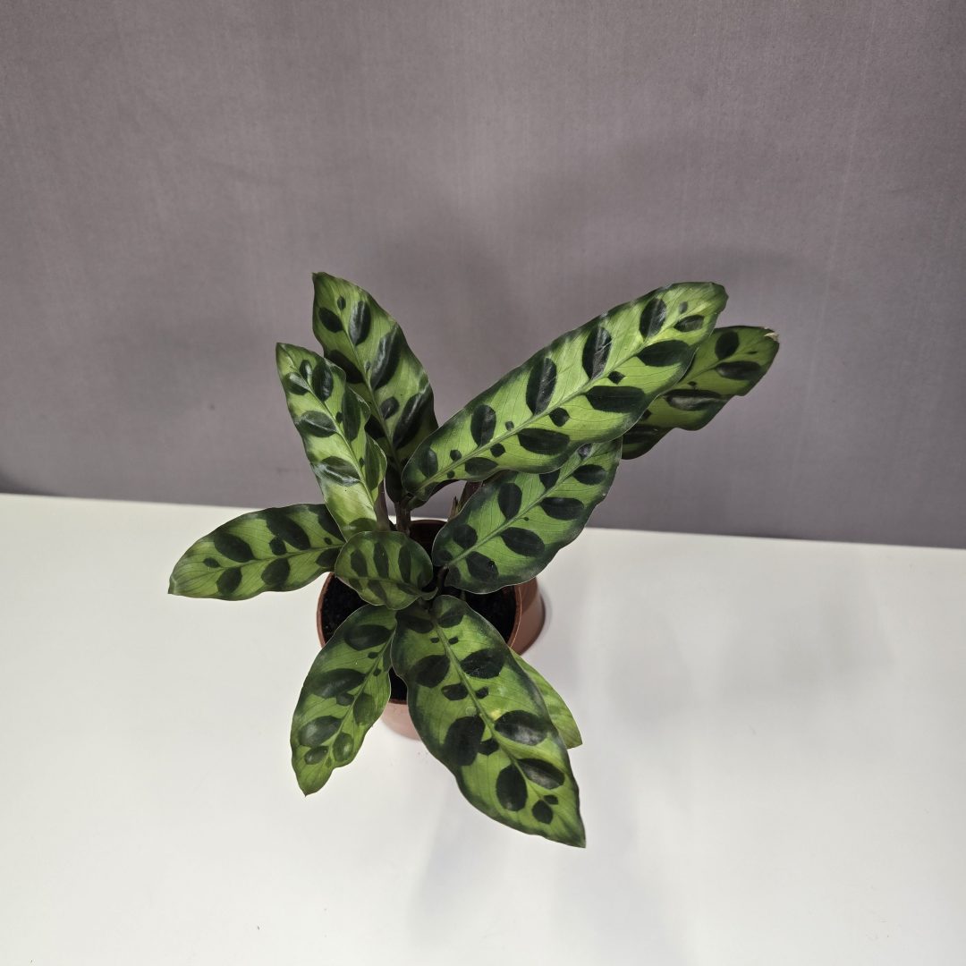 Calathea 'Lancifolia' 7/15