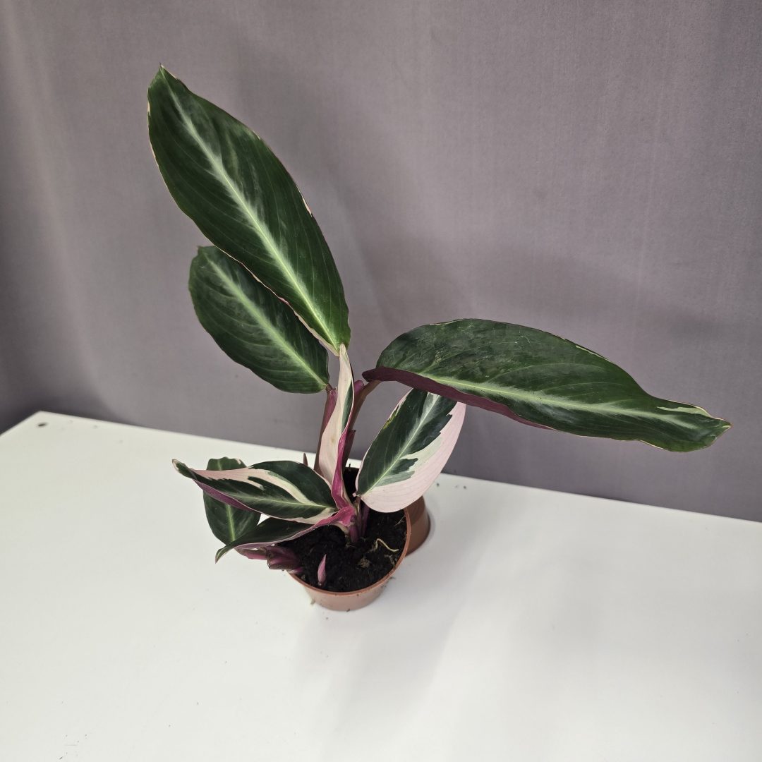 Calathea 'Triostar' 7/15